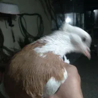 طوقی|پرنده|رفسنجان, |دیوار