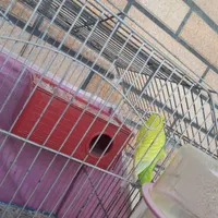 مرغ عشق نر|پرنده|فولادشهر, B5|دیوار