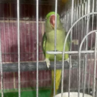 شاه طوطی ماده بالغ