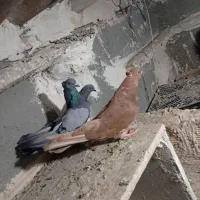 صحرایی