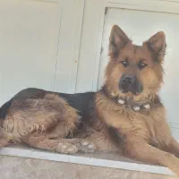 سگ ژرمن