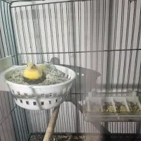 چند جفت قناری رنگ تیره آگات توپاز کبالت|پرنده|حمیدیا, |دیوار