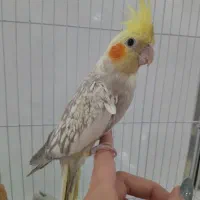 عروس هلندی با وسایل تکمیل