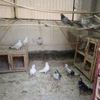 کبوتر یکجایی همه باهم