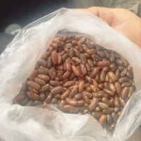 بزره لوبیا سبز