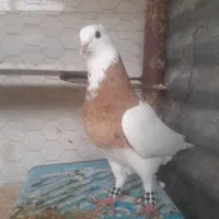 نر طوق زرد هنر دار مست پرشی
