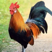 معاضه خروس با مرغ یا باری