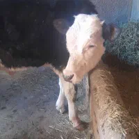 گوساله نر سیمیتال