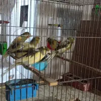 پرنده قناری نر