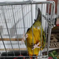 طوطی خورشیدی|پرنده|پیشوا, |دیوار