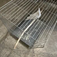 ماده البینو ۱۶ماهه نر وایت فیس|پرنده|هشتگرد, شهرک ایران خودرو|دیوار