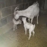 بز و کولار سانن