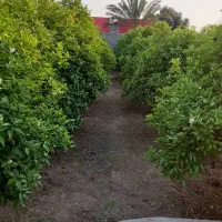 باغچه-شهرمنتظران