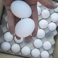 پخش تخم مرغ