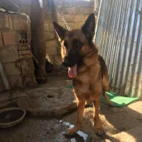 واگذاری ژرمن