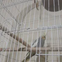 سلام  دوستان فروش جفت عروس هلندی ویک طوطی کوتوله