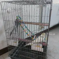 عروس هلندی جفت