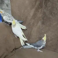 عروس هلندی|پرنده|زابل, |دیوار