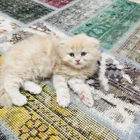 گربه اسکاتیش نر و ماده