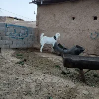 بزغاله|حیوانات مزرعه|نصر آباد, |دیوار