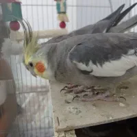عروس هلندی نر و ماده وجوجه ش