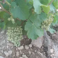 فروش-باغچه-زرقان-تنگ-چشمه