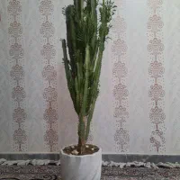 گل افوربیا
