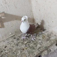 کبوتر کربلای