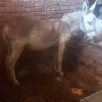 خر دوساله گوسفندی