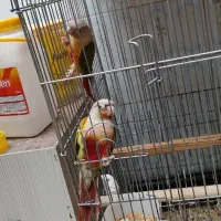 گرینچیک آناناسی مولد|پرنده|حمیدیا, |دیوار