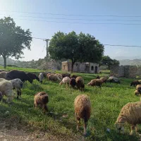 بره نربراکشتاروقصابی جفتی 85تا90کیلو 600فروشی