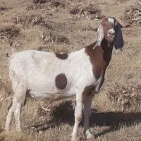 دو‌راس‌بز‌خارجی‌دو‌قلوزا|حیوانات مزرعه|حسین آباد, |دیوار