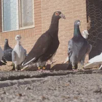 کبوترپرشی|پرنده|سبزوار, قاضی زاد|دیوار