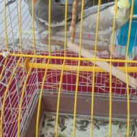 عروس هلندی نر و‌ماده