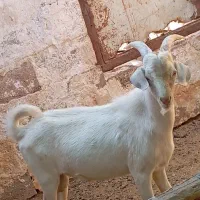 کهره نر سانون اصل درجه یک|حیوانات مزرعه|سیرجان, |دیوار