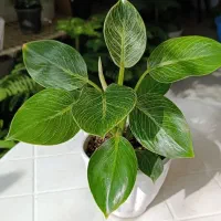 گل طبیعی گلخونه ستاره