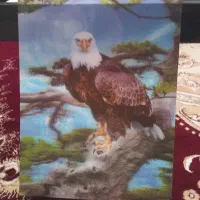 قاب عکس
