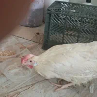مرغ سفید برای سلامتی آقا امام‌ زمان و دفع بلا