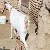 بز پاکستانی شیرا با بزغاله ماده|حیوانات مزرعه|کاشمر, |دیوار