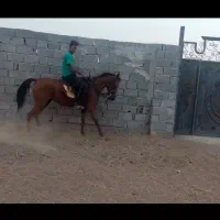 دوراس مادیون سواری دار