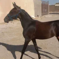 کره ماده کره سهیل حیدر