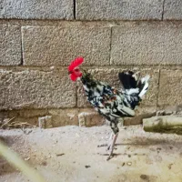 جوجه خروس لری