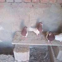 کبوتر کله ای|پرنده|گوگان, |دیوار