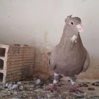 پلنگ|پرنده|راور, |دیوار