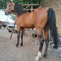 مادیان درهشوری..سواری دار خوش قیمت