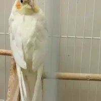 عروس هلندی لوتینو ماده