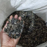 تخمه افتابگردان|خوردنی و آشامیدنی|شیروان (خراسان), |دیوار