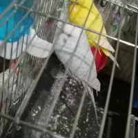 مرغ عشق|پرنده|نقده, |دیوار