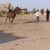 کامران کره از کیسان سیاه|اسب و تجهیزات اسبسواری|مرودشت, ژیان|دیوار