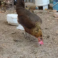 مرغ تخم گذار